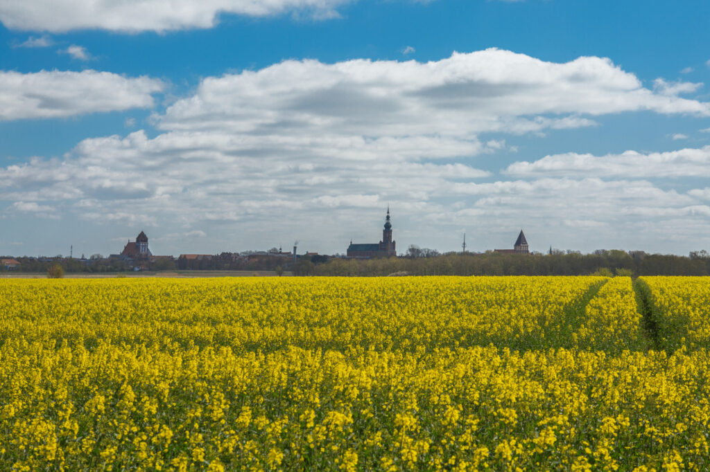 Rapsfeld in Greifswald